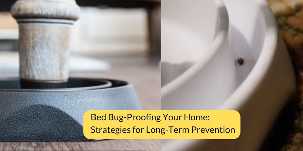 bed bugs removal 