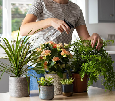 The Benefits of Keeping Plants at Home
