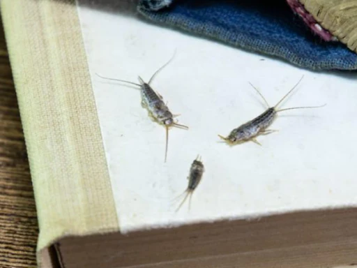 From Sticky Traps to Dusting Powders: Which Silverfish Pest Control Product Reigns Supreme?